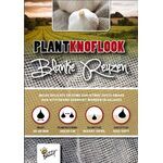 Plantknoflook Blanke Reuzen
