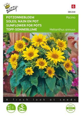 Dwarf sunflower for pots Pacino
